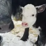 cow and calf