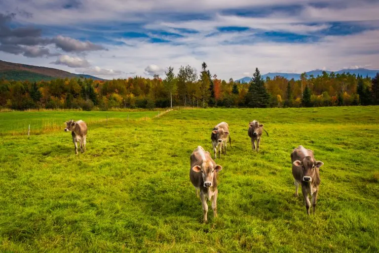 cows in a field in Jefferson, NH