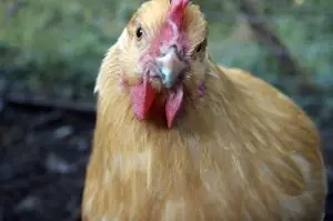 photo of curious chicken