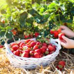 pick-your-own strawberries