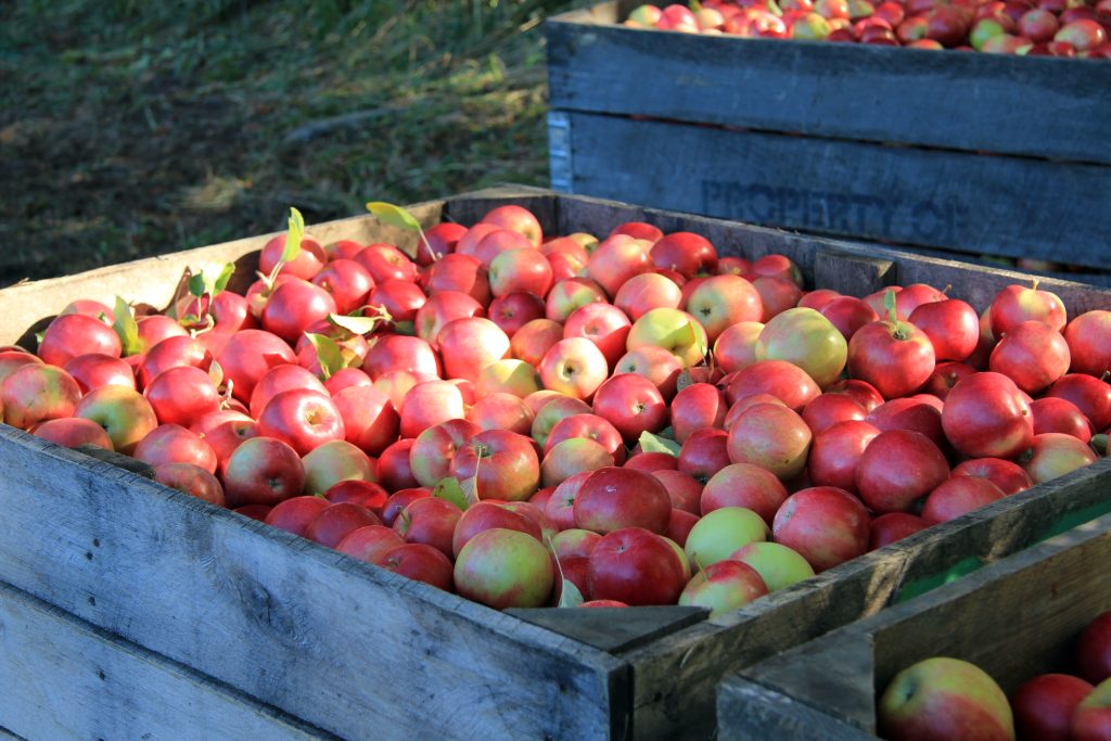 bin of apples