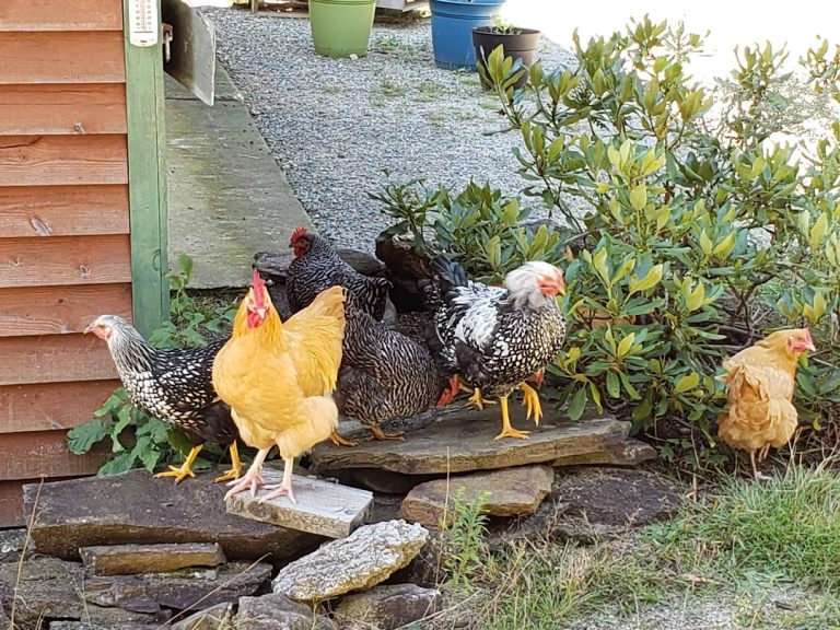 photo of my chickens