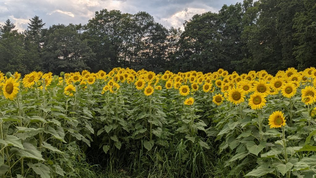 photo of field of sunflowers