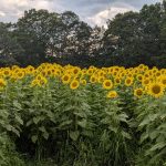 Read more about the article Coppal House Sunflower Festival