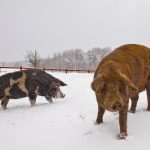 pigs in snow